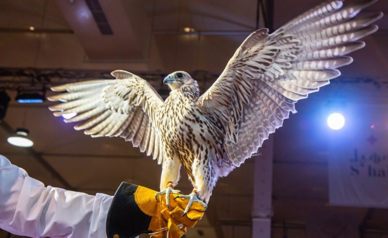 Saudi Falcons & Hunting Exhibition 2025 Opens in Riyadh