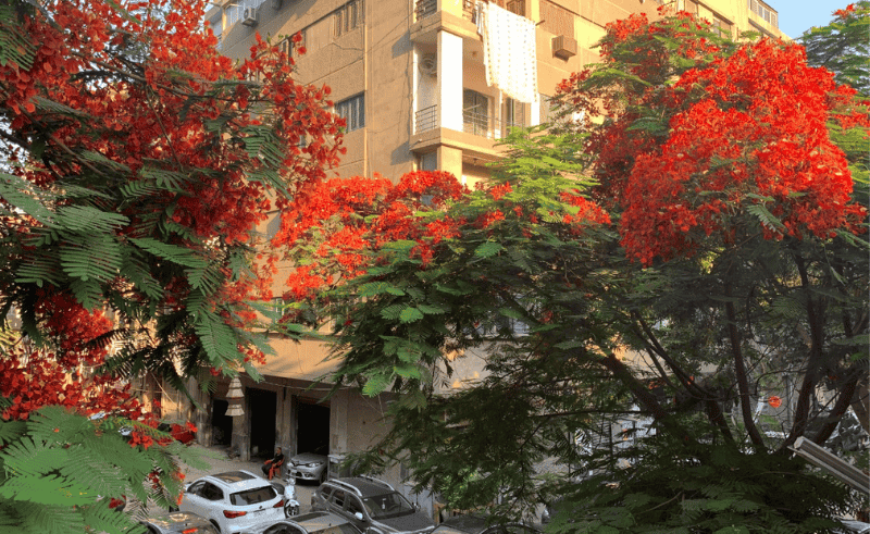 '100 Million Trees' Plants Over 18,000 Trees Across Cairo & Delta