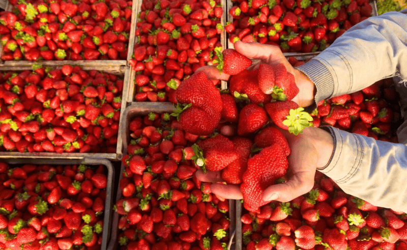 Frozen Strawberries Lead Egypt Food Exports at USD 571 Million