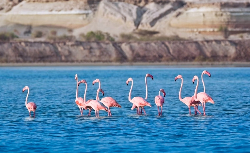 This Abu Dhabi Salt Lake Is Where Flamingos Paint the Desert Pink