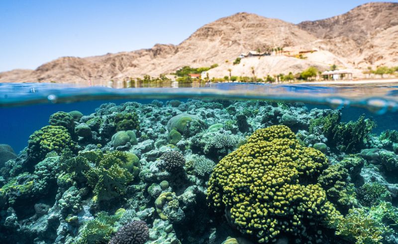 Saudi Study Finds Red Sea Coral Reefs in Good Health