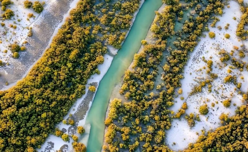 Magic on the Gulf: Qatar’s Al Thakira Mangroves