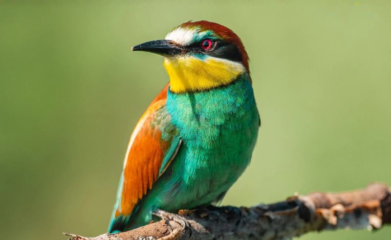Madinah Authority Documents 26 Bird Species to Promote Birdwatching