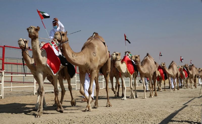 Al Dhafra Festival Returns to Abu Dhabi on October 27th
