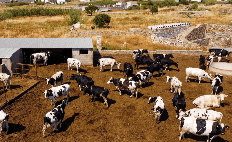 CAPMAS: Egypt’s Livestock Production Rose by 6.7% in 2024 