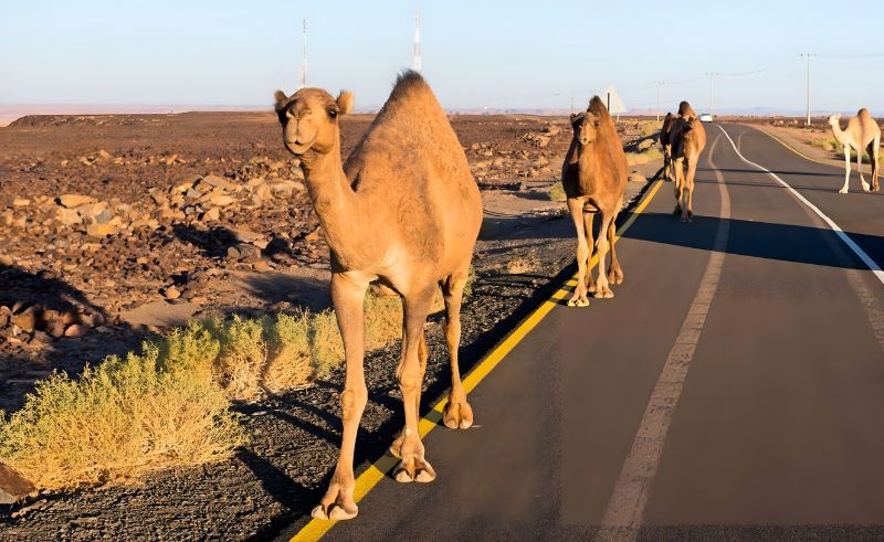 Saudi Researchers Develop AI-Powered Drone System for Camel Herders