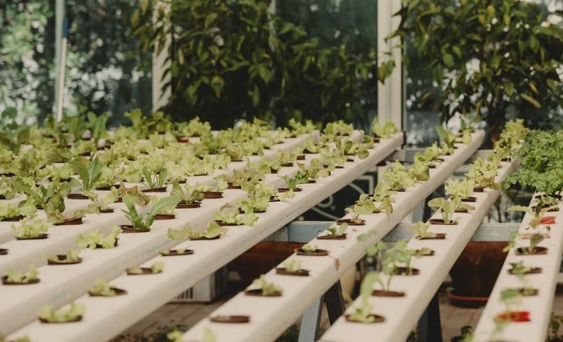 El Gouna’s Botanica Grows Your Plate Right Next to Your Table