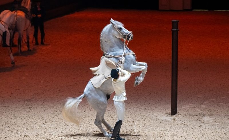 ADREA Hosts Weekly Performance Tracing Journey of the Arabian Horse