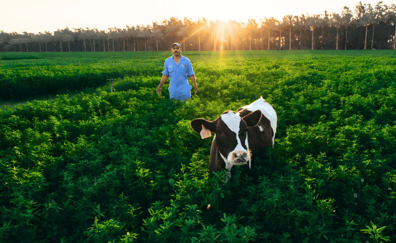 National Veal Project Receives EGP 10 Billion Injection