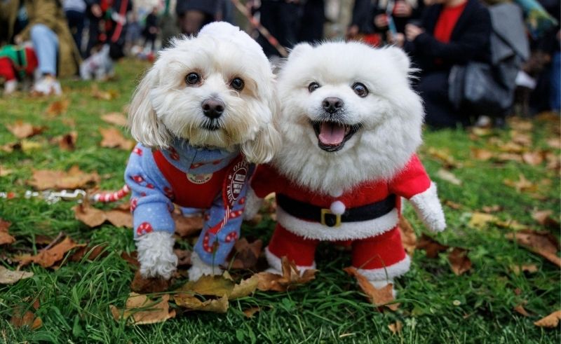 Barkfest Lets the Dogs Out at Barasti Beach on December 13th