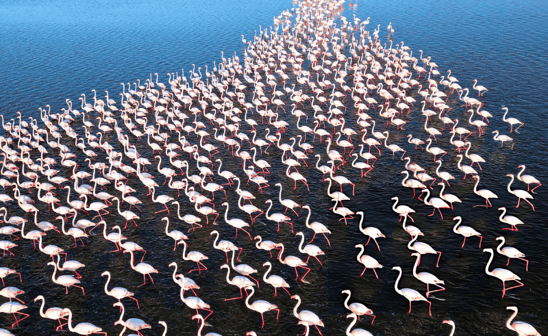 Flamingos Return to Fayoum's Qaroun Lake 