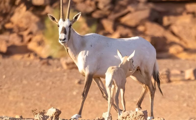 Arabian Oryx Breeding Aids Ecological Balance in King Salman Reserve