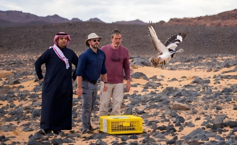 35 Endangered Species Released in Prince Mohammed bin Salman Reserve
