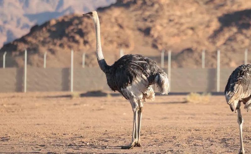 Camel Bird Reintroduced to Royal Reserve After Nearly 100 Years