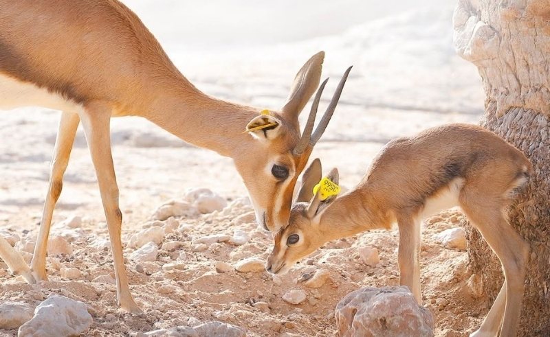 You'll Soon Be Able to...(Along those lines)