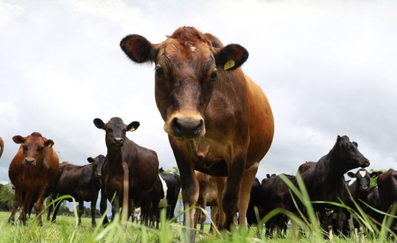 Mleiha Dairy Farm Sets Guinness Record for Largest A2A2 Cow Farm