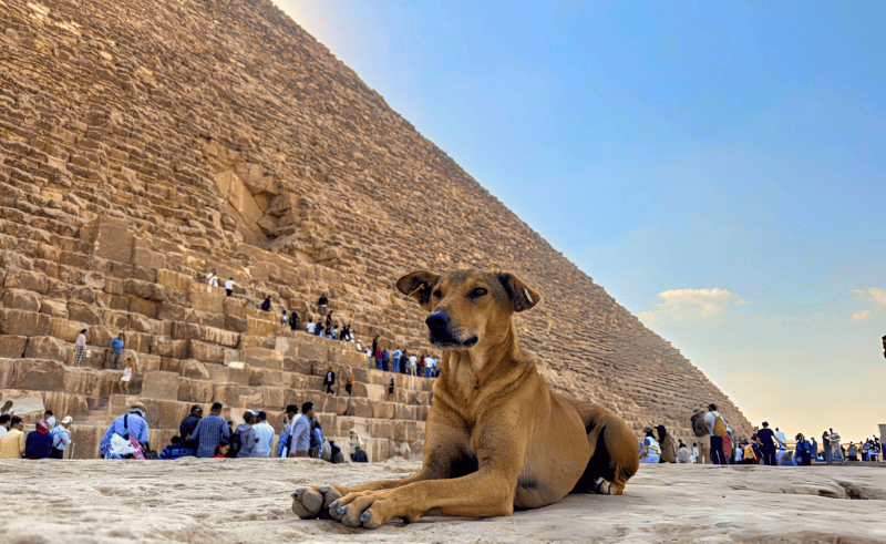 Ministry of Agriculture Vaccinates & Neuters Over 2,700 Stray Dogs