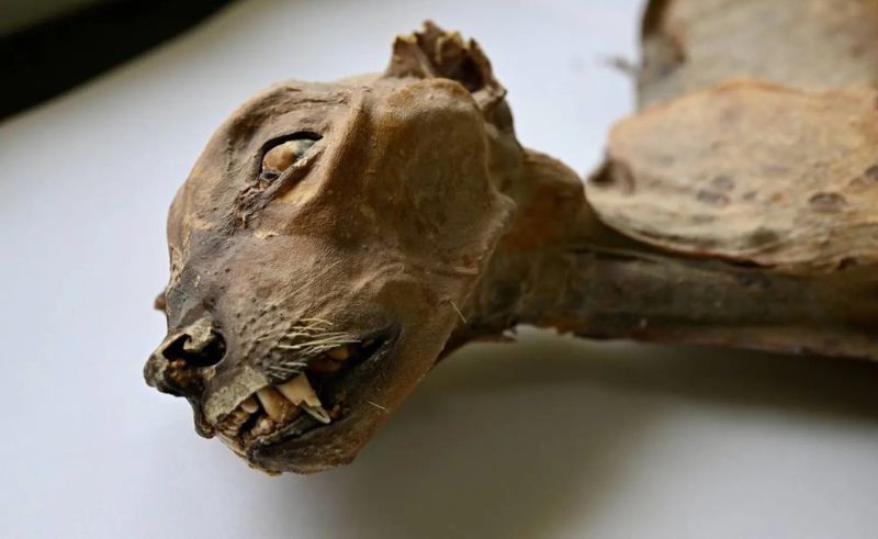 Ancient Cheetah Mummies Found in Caves in Northern Saudi Arabia