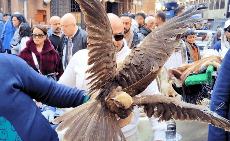 Environment Ministry Seizes Banned Wildlife at Cairo Market Inspection