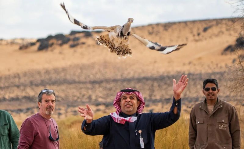 Asian Houbara Returns to Tabuk Reserve After 35-Year Absence
