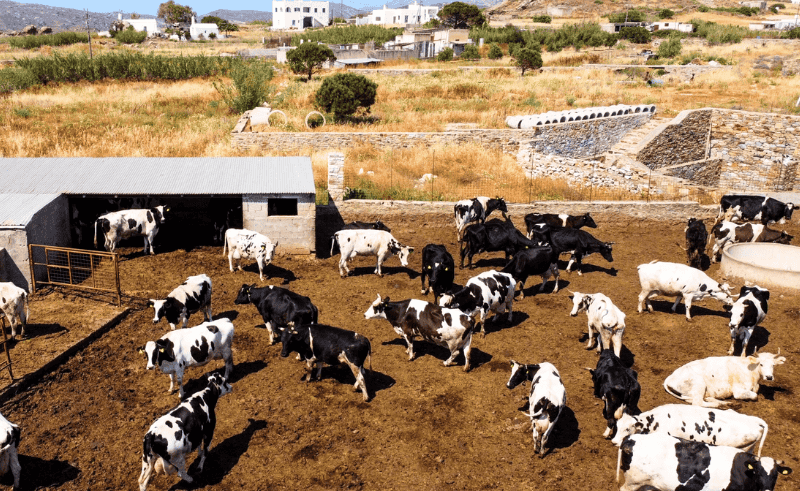 Minister of Agriculture Reports 100% Self Sufficiency in Eggs & Fresh 