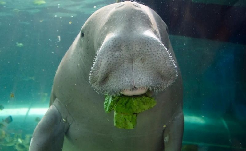 USD 3 Million Conservation Drive to Protect Endangered Dugongs