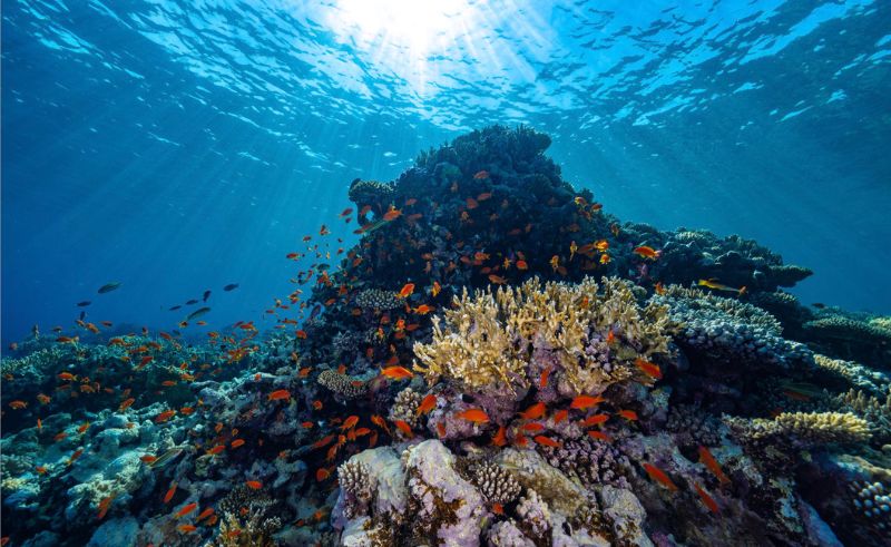 Saudi Arabia to Host First Global Coral Reef Summit in 2026