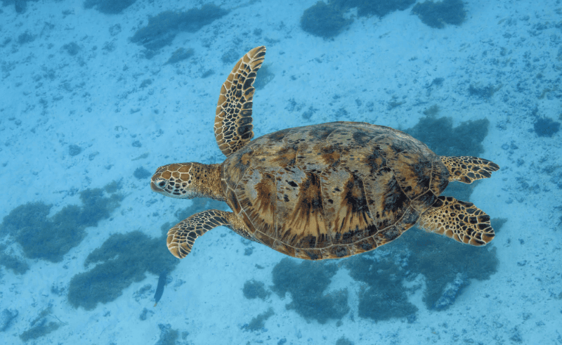  Endangered Green Sea Turtle Rescued From Seafood Shop in Mansoura