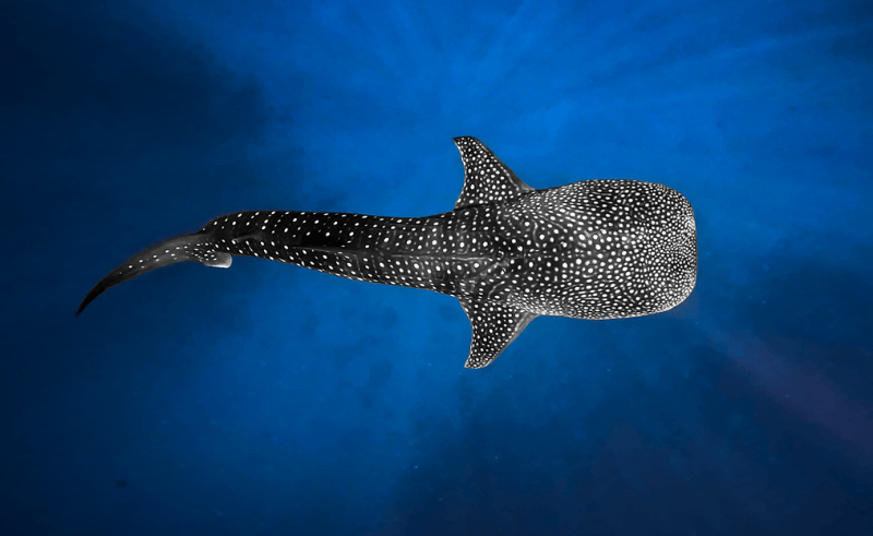 Fishermen Arrested for Capturing Rare Whale Shark in Egypt