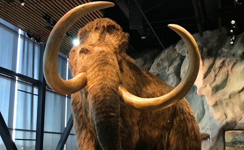 You Can Soon See a Woolly Mammoth at Dubai's Museum of the Future