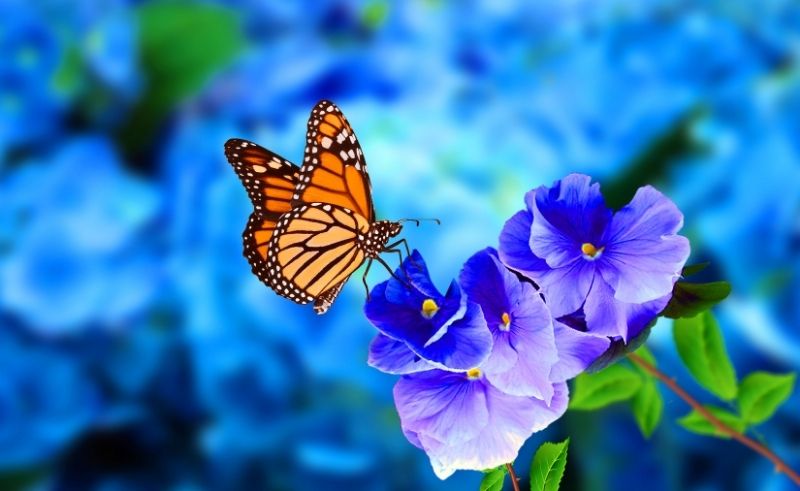 Sharjah Sets Regional Biodiversity Agenda After Conservation Forum