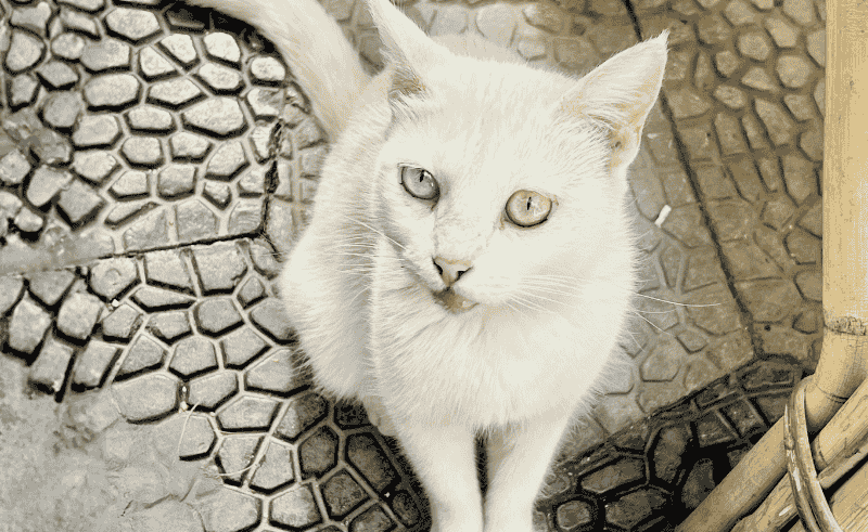 Czech Centre Cairo Launches Street Animal Photography Workshop