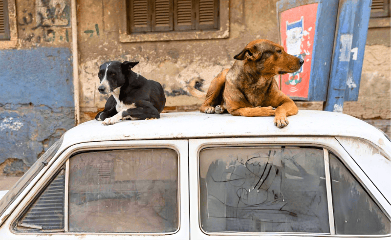 13,000 Stray Dogs Vaccinated Against Rabies in Egypt in 2026