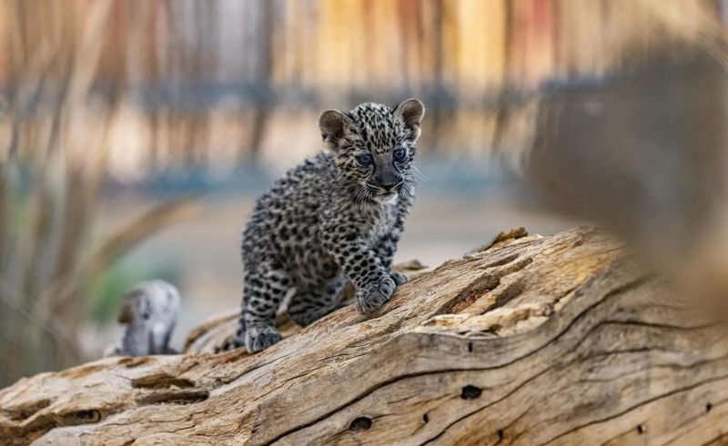 Arabian Leopard Fund Partners With Panthera Arabia
