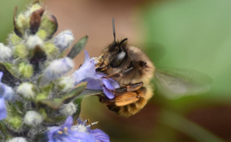 Rare Hairy-Footed Flower Bee Spotted in Northern Borders