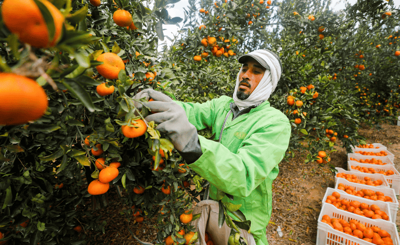 Egypt Will Start Exporting Citrus Products to Panama