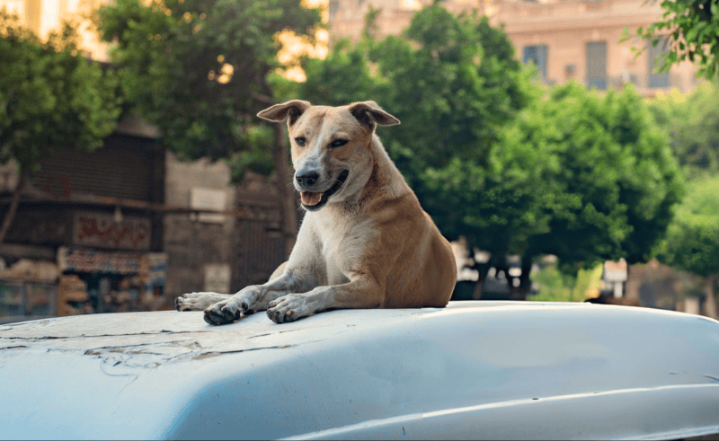 Stray Dog Shelter Under Construction in Cairo’s Tebbin District