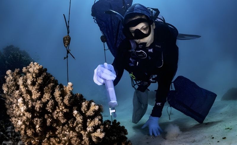 KAUST Launches Global Coral Restoration Training Programme