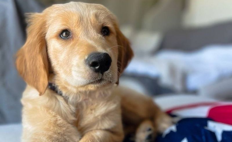 Animals & Us to Hold Dog Adoption Event in Dubai’s Al Quoz