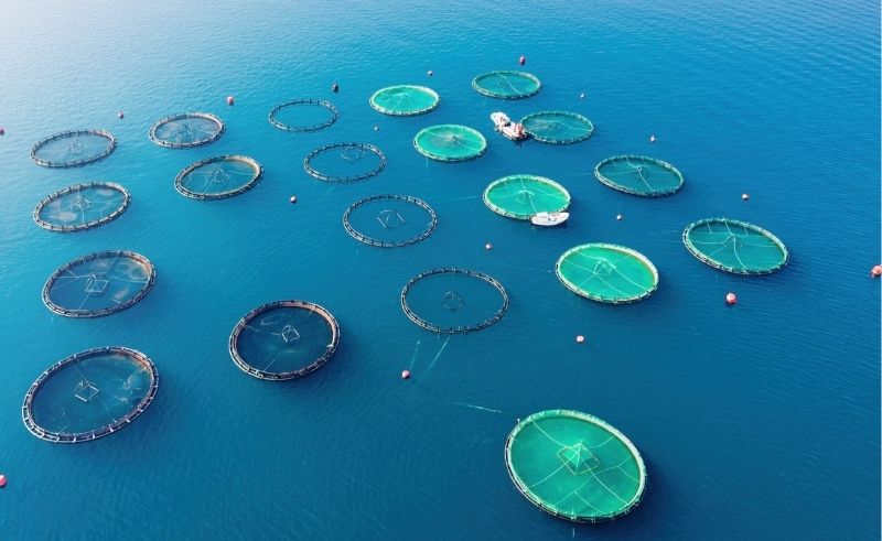 SAR 1.4 Billion Bio-Protein Plant Planned in Jubail Industrial City