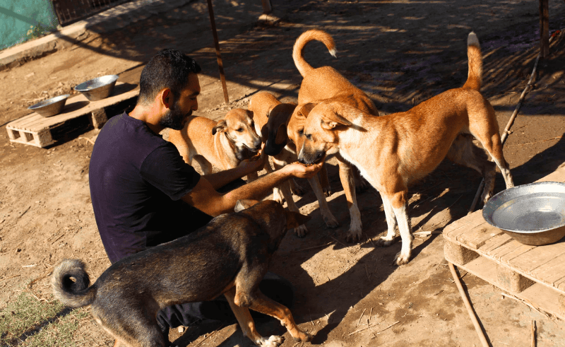Veterinary Operations Rooms & Hotline Activated Across Egypt for Eid