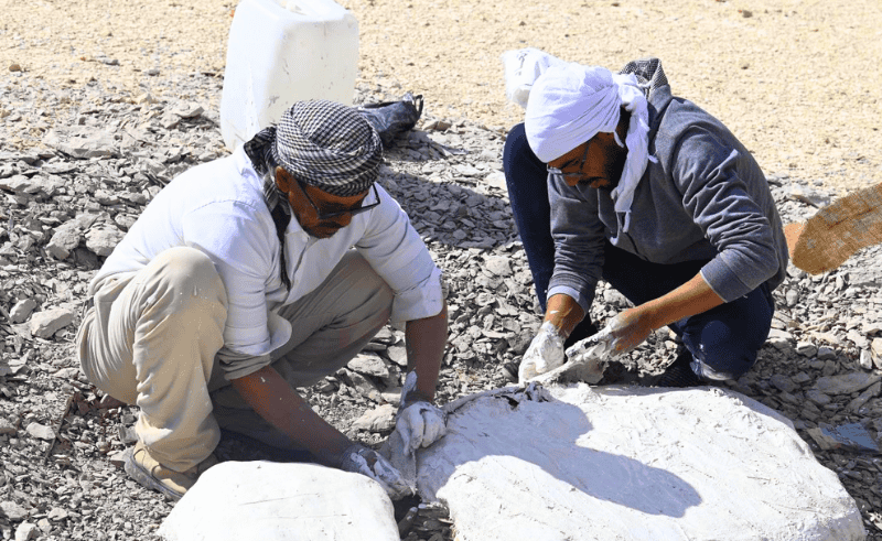 New Valley University Discovers Giant Prehistoric Sea Turtle