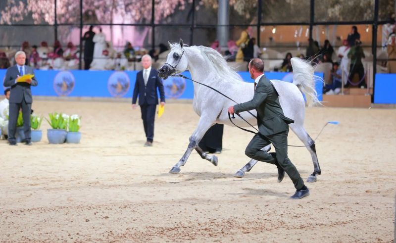 Arabian Horse Beauty Championship Announced in Qassim