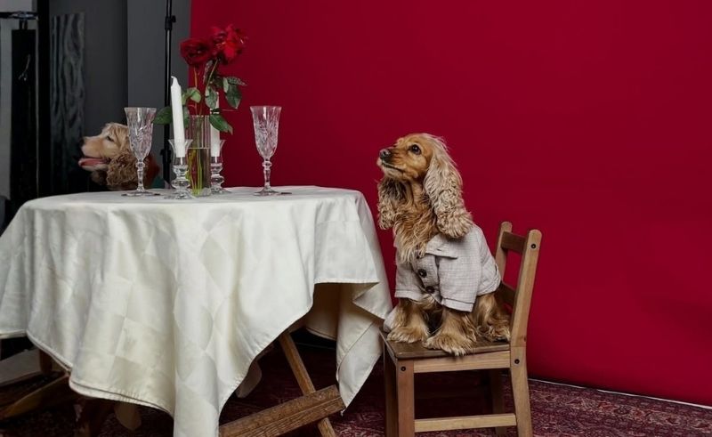 Dogs Now Get Their Own Menu at Dubai's The Maine Beach House