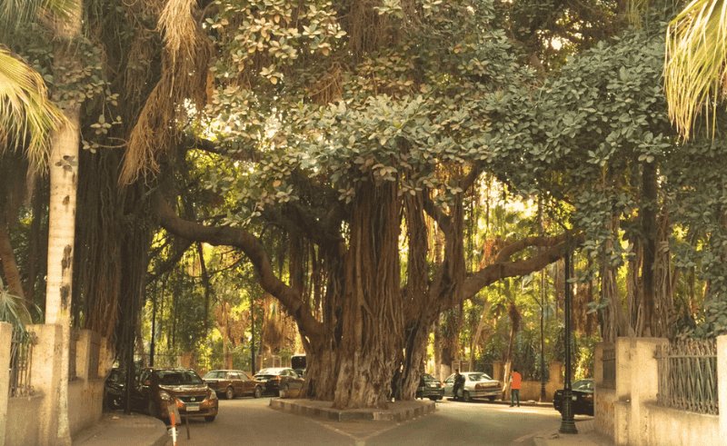City Nature Challenge Asks Cairo Residents to Find Nature in the City