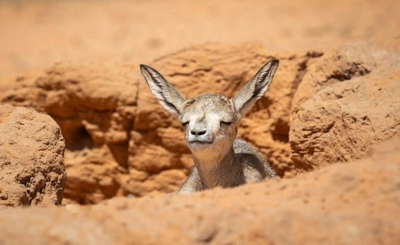 55 Arabian Oryx & Gazelle Births Recorded in Saudi Royal Reserves