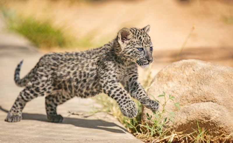 Wildlife Owners in Saudi Arabia Must Get Licences by May 31st