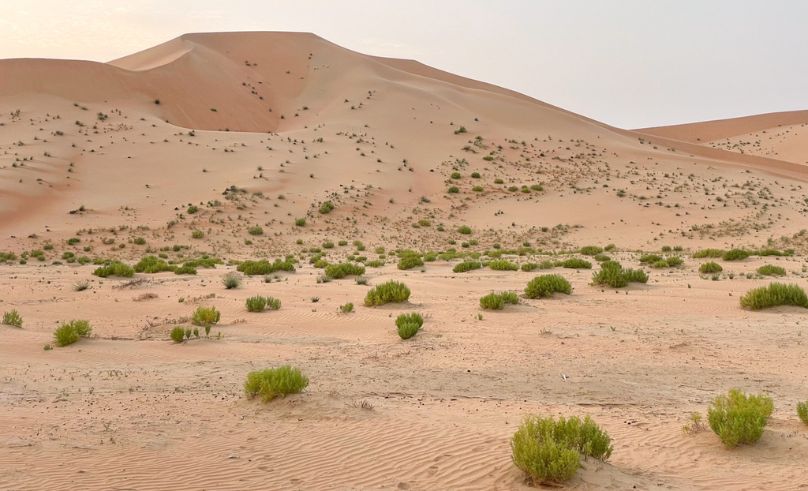  Environment Agency Abu Dhabi Expands AI Desert Vegetation Mapping