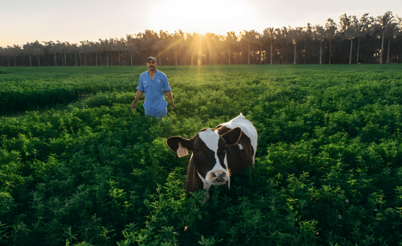 National Veal Project Receives EGP 154 Million in State Funding