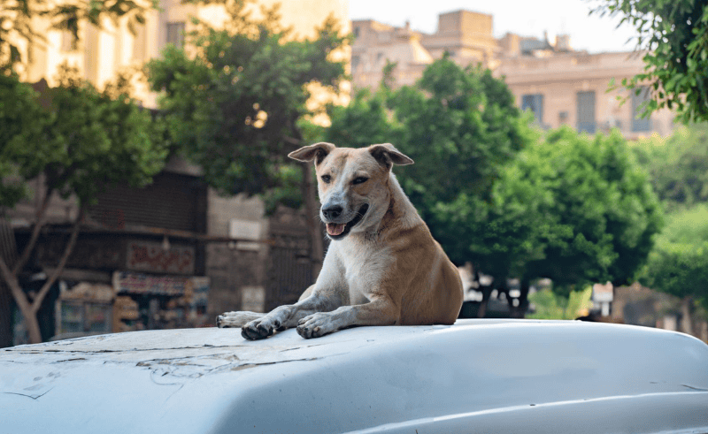 23,604 Dogs Vaccinated in National Rabies Control Campaign in 2026